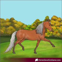 Horse Color:Silver Bay 