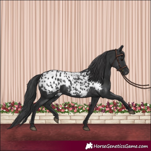 Horse Color:Black Appaloosa Rabicano