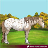 Horse Color:Sable Cream Champagne Appaloosa