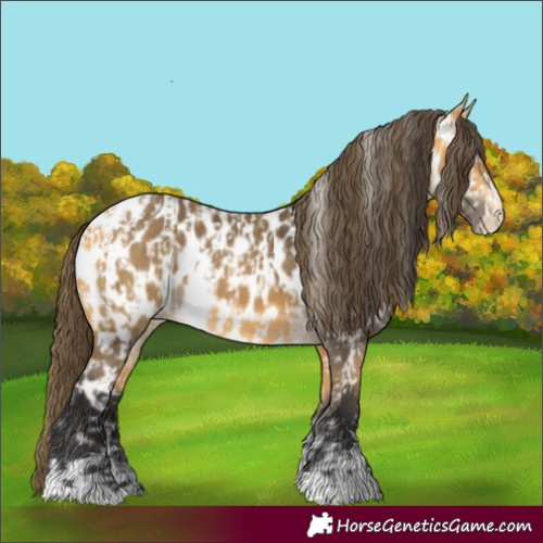 Horse Color:Buckskin Appaloosa and Buckskin Appaloosa