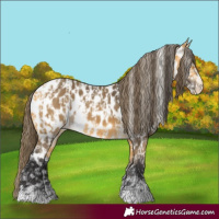 Horse Color:Buckskin Appaloosa  and Buckskin Appaloosa 