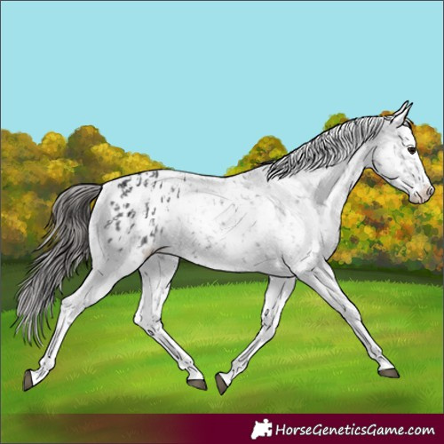 Horse Color:Black Appaloosa  and White Spotted Black Appaloosa 