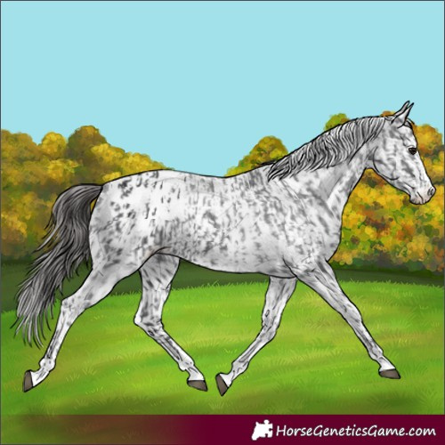 Horse Color:Black Appaloosa  and White Spotted Black Appaloosa 