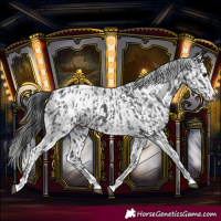 Horse Color:Black Blanket and White Spotted Black Blanket