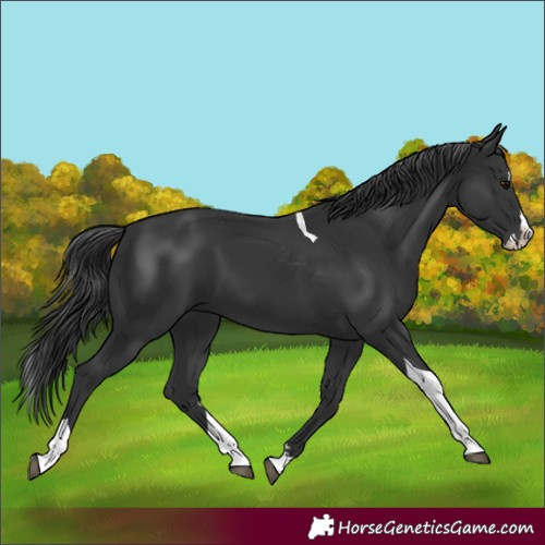 Horse Color:Black Splash Tobiano 