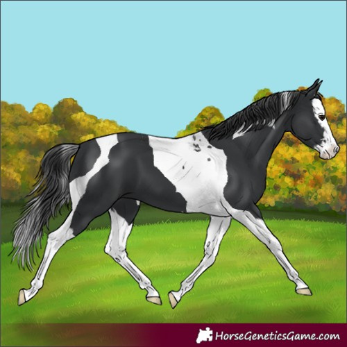Horse Color:Black Splash Tobiano