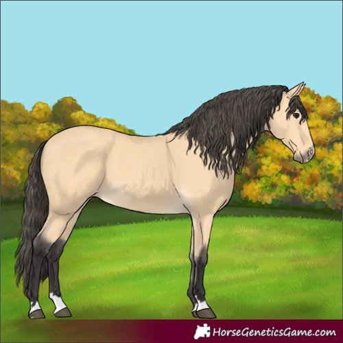 Horse Color:Buckskin 