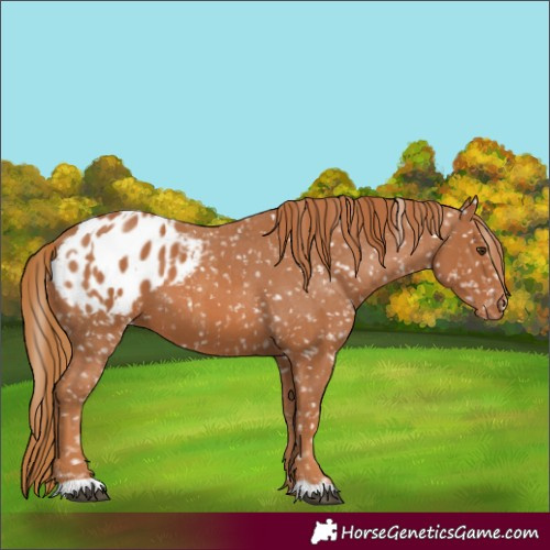 Horse Color:Chestnut Appaloosa and Chestnut Appaloosa