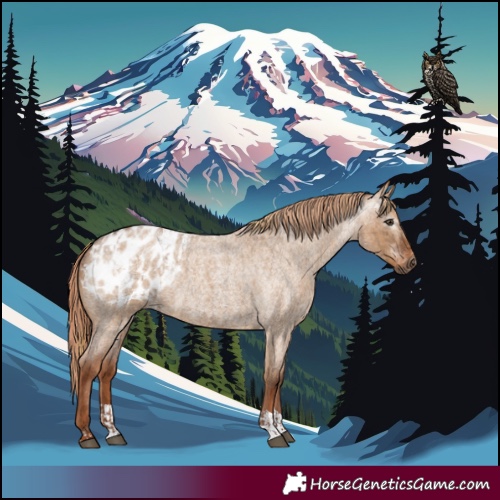 Horse Color:Gray Red Dun Roan Appaloosa and Gray Red Dun Roan Appaloosa