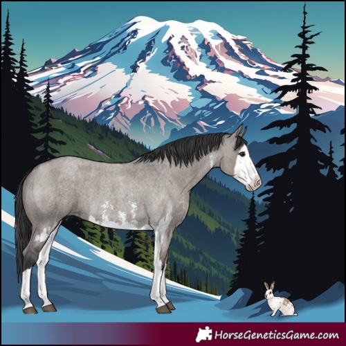 Horse Color:Grullo Roan Sabino Splash  and Grullo Roan Sabino Splash 