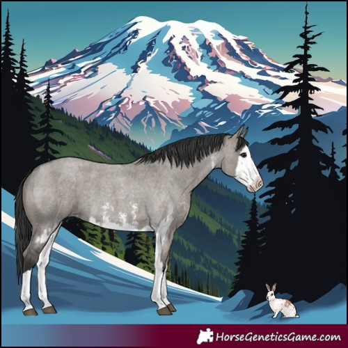 Horse Color:Grullo Roan Sabino Splash  and Grullo Roan Sabino Splash 
