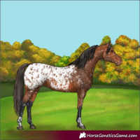 Horse Color:Bay Appaloosa  and Bay Appaloosa 