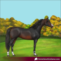 Horse Color:Brown 
