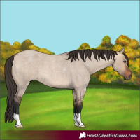 Horse Color:Bay Roan Dun 