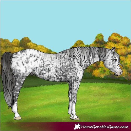 Horse Color:Black Blanket  and Gray Black Blanket 