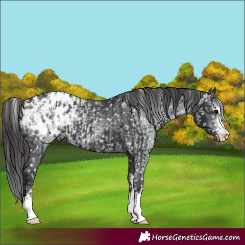 Horse Color:Black Appaloosa  and Gray Black Appaloosa 