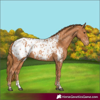 Horse Color:Chestnut Blanket  and Chestnut Blanket 