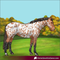 Horse Color:Bay Near Leopard  and Bay Near Leopard Rabicano 