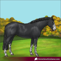 Horse Color:Black and Black