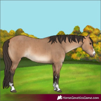 Horse Color:Bay Dun Rabicano Brindle
