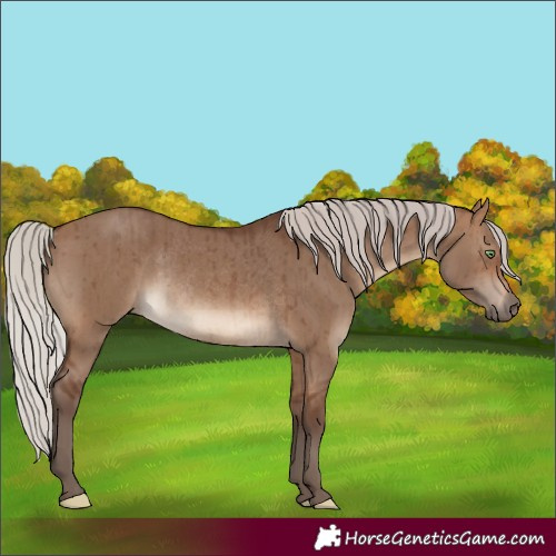 Horse Color:Silver Brown Dun Rabicano Brindle 