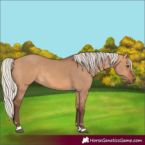 Horse Color:Silver Bay Dun 