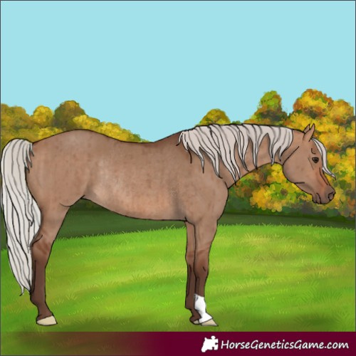 Horse Color:Silver Bay Dun Rabicano Brindle 
