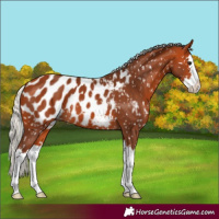 Horse Color:Silver Bay Splash Appaloosa 