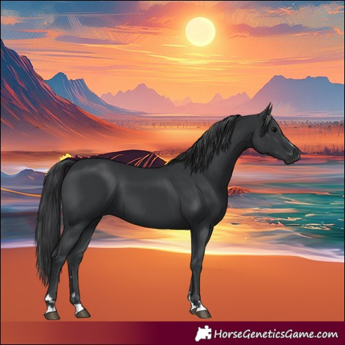 Horse Color:Black 