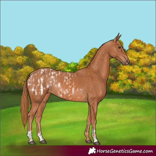 Horse Color:Chestnut Appaloosa  and Chestnut 