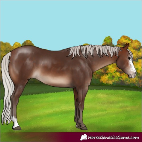 Horse Color:Silver Brown Sabino Rabicano 