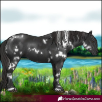 Horse Color:White Spotted Liver Chestnut