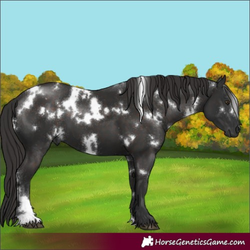 Horse Color:White Spotted Liver Chestnut