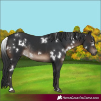 Horse Color:White Spotted Brown Rabicano 