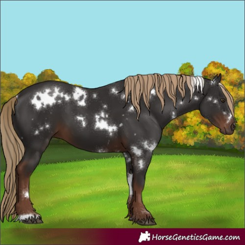 Horse Color:White Spotted Liver Chestnut 