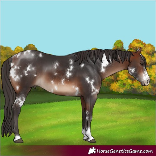 Horse Color:White Spotted Bay Sabino 