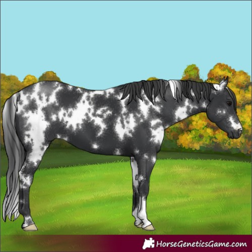 Horse Color:White Spotted Black 