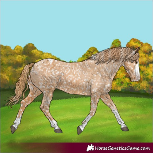 Horse Color:Chestnut Appaloosa  and Chestnut Appaloosa 