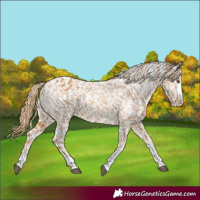 Horse Color:Chestnut Snowflake Varnish  and Chestnut Snowflake Varnish 