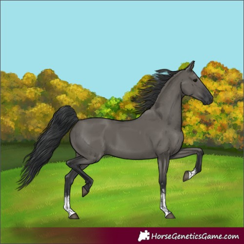 Horse Color:Grullo Sabino Rabicano 