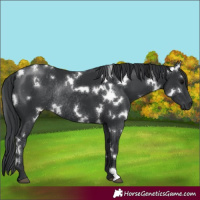Horse Color:White Spotted Black Rabicano
