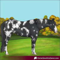 Horse Color:White Spotted Black