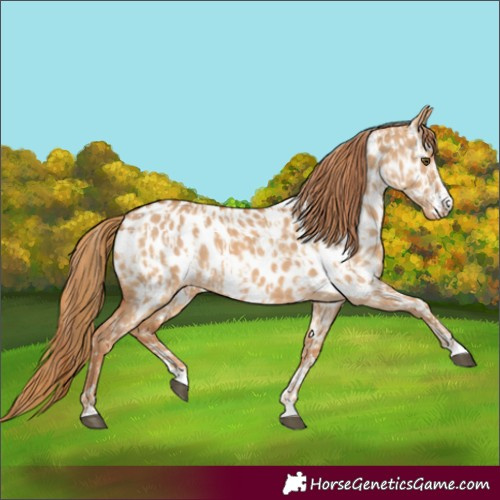 Horse Color:Red Dun Near Leopard  and Red Dun Near Leopard 