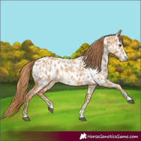 Horse Color:Red Dun Appaloosa  and Red Dun Appaloosa 