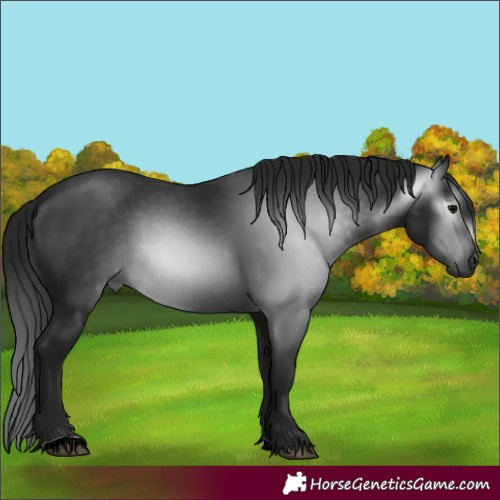 Horse Color:Gray Black 