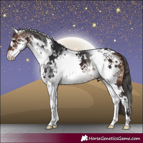 Horse Color:White Spotted Brown 