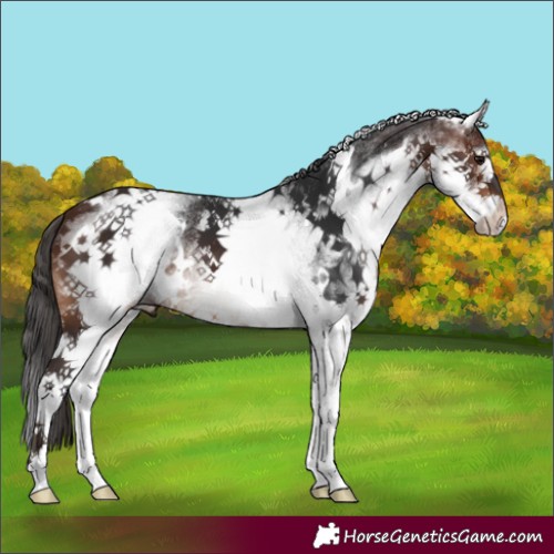 Horse Color:White Spotted Brown 