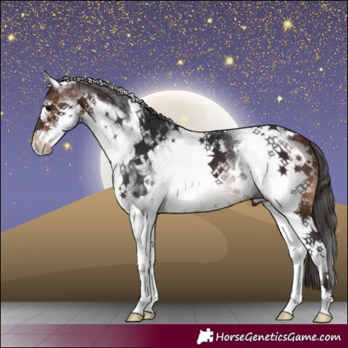 Horse Color:White Spotted Brown 
