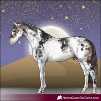 Horse Color:White Spotted Brown 