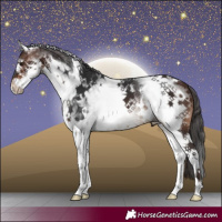 Horse Color:White Spotted Brown